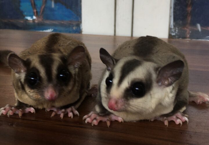 Mitos vs Fakta tentang Sugar Glider dalam Budaya Populer