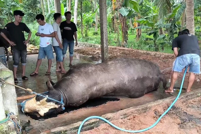 Sapi Kurban Prabowo Mati Mendadak di Polewali Mandar: Dugaan Penyakit Jadi Penyebab