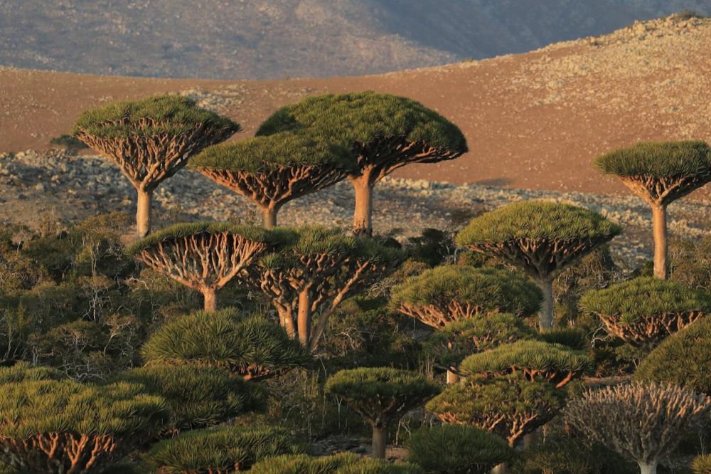 wisata-ekstrem-ke-socotra-alam-liar-yang-belum-tersentuh